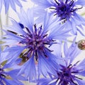 The beautiful cornflower Royalty Free Stock Photo