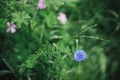 Beautiful cornflower blooming in english cottage garden. Close up of blue cornflowers flower. in grass. Floral wallpaper. Royalty Free Stock Photo