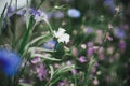 Beautiful cornflower blooming in english cottage garden. Close up of white cornflower and matiola flower. Floral wallpaper. Royalty Free Stock Photo