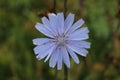 A beautiful cornflower with drops of water, taken close-up Royalty Free Stock Photo