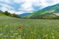 Beautiful cornflower field in the mountain valley