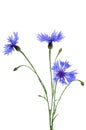 The beautiful cornflower isolated on white