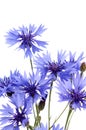 The beautiful cornflower isolated on white Royalty Free Stock Photo