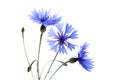 The beautiful cornflower isolated on white Royalty Free Stock Photo