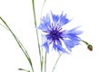 The beautiful cornflower isolated on white Royalty Free Stock Photo