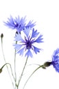 The beautiful cornflower isolated on white Royalty Free Stock Photo