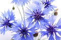 The beautiful cornflower isolated on white Royalty Free Stock Photo