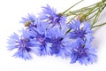 The beautiful cornflower isolated on white Royalty Free Stock Photo