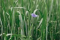 Beautiful cornflower in wheat field. Blue wildflower in green grass, selective focus. Summer in countryside, floral wallpaper. Royalty Free Stock Photo