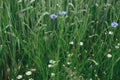 Beautiful cornflower in wheat field. Blue wildflower in green grass, selective focus. Summer in countryside, floral wallpaper. Royalty Free Stock Photo