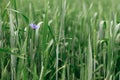 Beautiful cornflower in wheat field. Blue wildflower in green grass, selective focus. Summer in countryside, floral wallpaper. Royalty Free Stock Photo