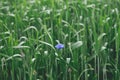 Beautiful cornflower in wheat field. Blue wildflower in green grass, selective focus. Summer in countryside, floral wallpaper. Royalty Free Stock Photo