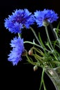 Beautiful cornflowers Royalty Free Stock Photo