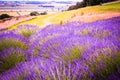 Beautiful cornflowers meadow close up