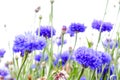 Beautiful cornflowers meadow close up