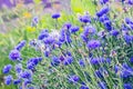 Beautiful cornflowers meadow close up