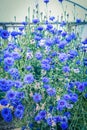 Beautiful cornflowers meadow close up