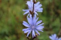 Beautiful cornflowers with water drops