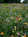 Beautiful cornflowers, yellow tidytips, blue anemone, orange California and Iceland poppies wildflowers meadow