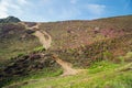 Beautiful Cornish landscape with purple heather foreground Royalty Free Stock Photo