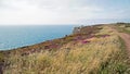 Beautiful Cornish landscape with purple heather foreground Royalty Free Stock Photo