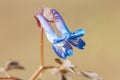 Beautiful Corydalis tuber Blossoms Royalty Free Stock Photo