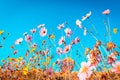 cosmos flower blooming in the field,with vintage tone for background Royalty Free Stock Photo