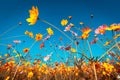 cosmos flower blooming in the field,with vintage tone for background Royalty Free Stock Photo