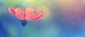 Beautiful cosmos flower on a colorful toned blurred background, border. Delicate spring floral background, selective soft focus