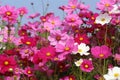 Beautiful cosmos flower