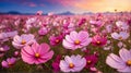 beautiful cosmos flower field background Royalty Free Stock Photo