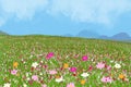 Beautiful cosmos flower in field with blue sky