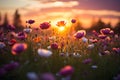 Beautiful cosmos flower in the field at sunset AI Generated