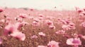 Beautiful cosmos flower field in vintage color tone. Nature background. Generative AI