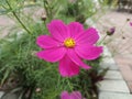 Beautiful cosmos flower in the garden with defocused background