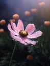 beautiful cosmos flower generative AI