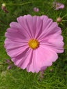 Beautiful Cosmos Flower pink color, red color in gardent