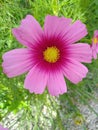 Beautiful Cosmos Flower pink color, red color in gardent