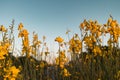 A beautiful cosmos flower in sunset. Field of blooming yellow flowers on a blue background Royalty Free Stock Photo