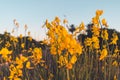 A beautiful cosmos flower in sunset. Field of blooming yellow flowers on a blue background Royalty Free Stock Photo