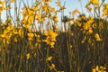 A beautiful cosmos flower in sunset. Field of blooming yellow flowers on a blue background Royalty Free Stock Photo