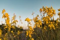 A beautiful cosmos flower in sunset. Field of blooming yellow flowers on a blue background Royalty Free Stock Photo