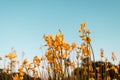 A beautiful cosmos flower in sunset. Field of blooming yellow flowers on a blue background Royalty Free Stock Photo