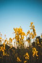 A beautiful cosmos flower in sunset. Field of blooming yellow flowers on a blue background Royalty Free Stock Photo