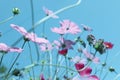 Beautiful cosmos flowers against blue sky. Royalty Free Stock Photo