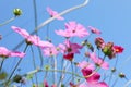 Beautiful cosmos flowers against blue sky Royalty Free Stock Photo