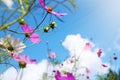 Beautiful cosmos flowers against blue sky Royalty Free Stock Photo