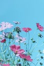 Beautiful cosmos flowers against blue sky. Royalty Free Stock Photo