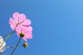 Beautiful cosmos flowers against blue sky, meadow plant Royalty Free Stock Photo