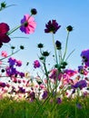 Beautiful cosmos flowers blooming Royalty Free Stock Photo